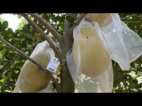 HYDRO CAO trên cây MÍT RUỘT ĐỎ