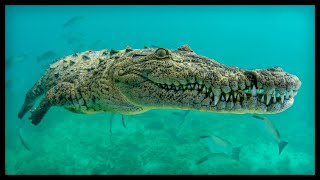 ✔ EL COCODRILO DE AGUA SALADA - Características y Datos Sorprendentes🐊La mordida animal más potente🦷