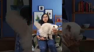 Download lagu Tips for removing flea eggs! #cats #catcare #catfacts mp3