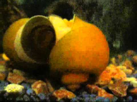 Golden Apple Snails Going For it - Fighting or F@#king?