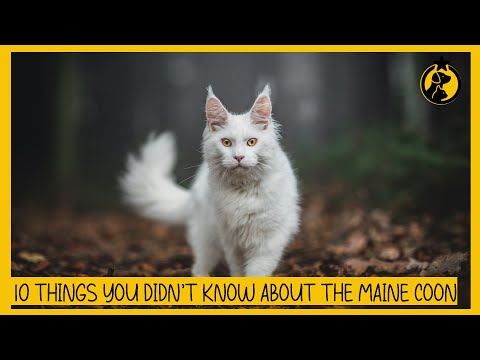 10 Things You Didn’t Know About the Maine Coon