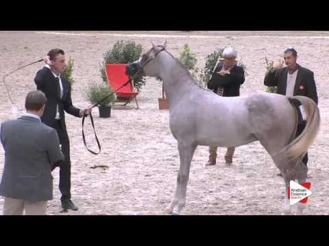 N.68 TAJ ALFAYYAD - DEAUVILLE 2015 - Yearling Colts (Class 6B)