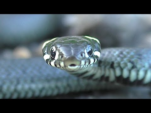 Rozejrzyj się 2 (film przyrodniczy)