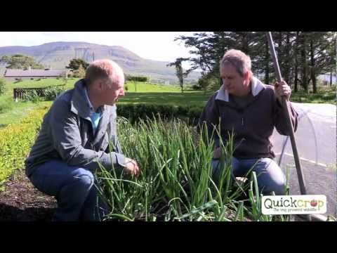 download lagu mp3 mp4 What Is A Shallot In Australia, download lagu What Is A Shallot In Australia gratis, unduh video klip What Is A Shallot In Australia