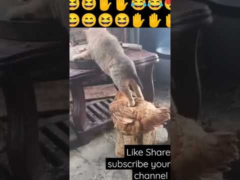 #amazing😍#funnyclips ♥️#cute #hen#dog #funny#video #funnymoments  #shorts #funnyshorts #funnyanimal
