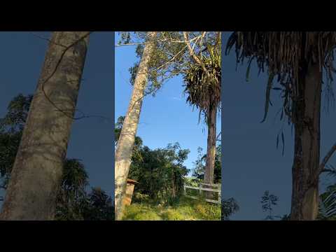 📍Engenho canto escuro em escada Pernambuco