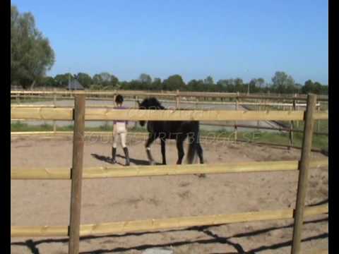 Ledarskap/horsemanship