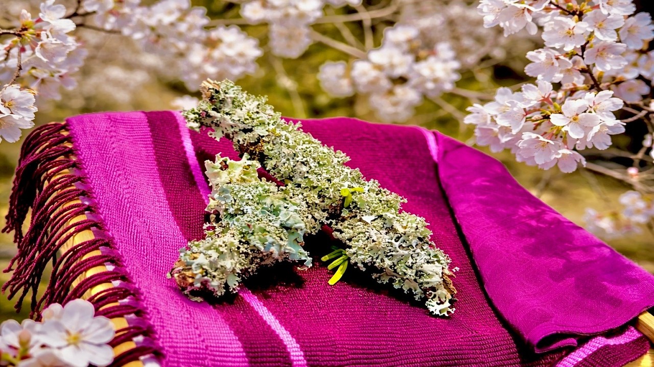 【奇跡】地味な苔を煮たら、高級すぎる色が出た