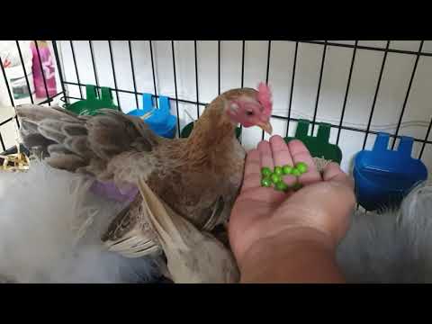 Tiny Serama Hens Visiting Their Broody Silkie Flock-mates (Chicken Egg Hatching At Home By Pet Hen)