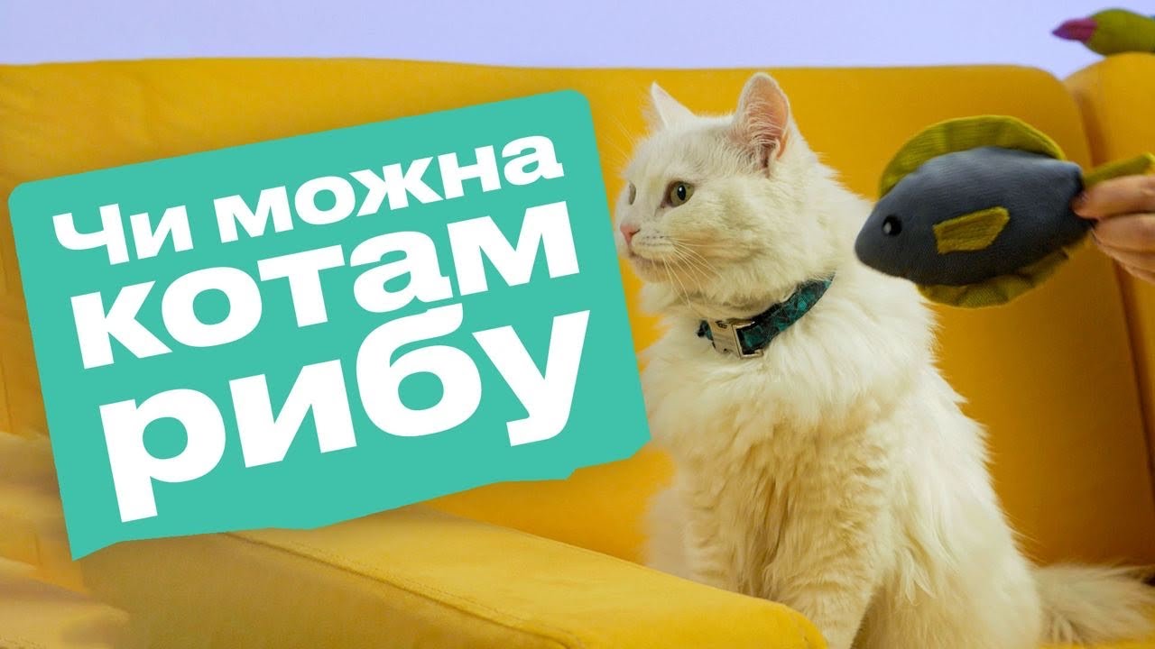 YouTube video preview