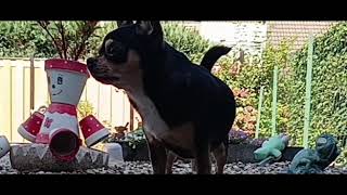 Bobo wilt een snoepje uit de tupper halen maar.... ボボくん、オヤツの入っているタッパーからオヤツを出したいのですが…