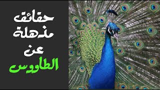 حقائق مذهلة عن الطاووس | ملك الطيور واجملهم
