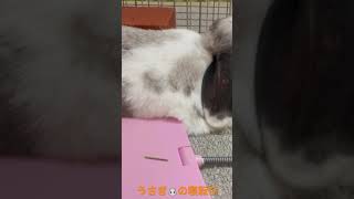 うさぎ🐰の寝転び