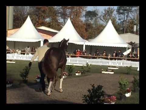 Kat. Nr. 12 von Dancier / Rotspon