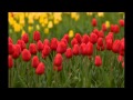 Linda Hoyle "Paper Tulips" (Montage)