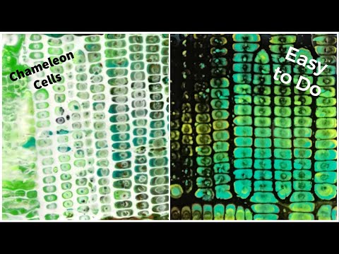 (295) NEW Chameleon Cells on a Swipe Acrylic POURING, 1 of 2