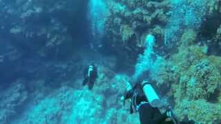 preview picture of video 'GAPH Buceo con tiburones en BLUE WALL 51 mt., San Andres Colombia'