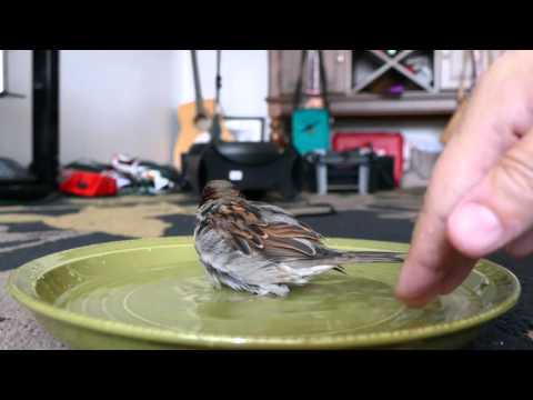 Wróbel biorący kąpiel w talerzyku z wodą