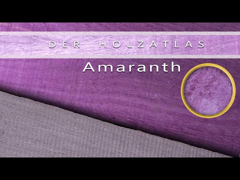 Violettes Holz - Purpleheart / Amaranth im Detail mit Bruchtest