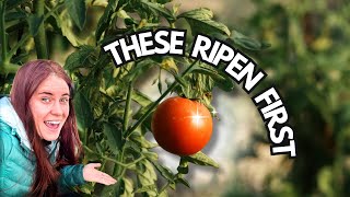 The Fastest Tomatoes & Peppers (Harvest Weeks Earlier)