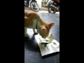 Kucing Makan Tumis Sawi