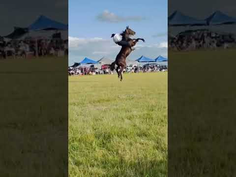 Tremenda jineteada de lo mejor