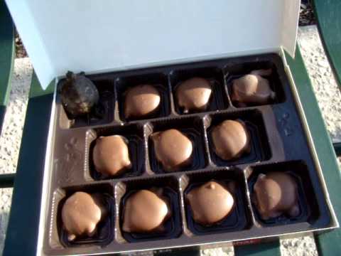 Chocolate turtles surprise