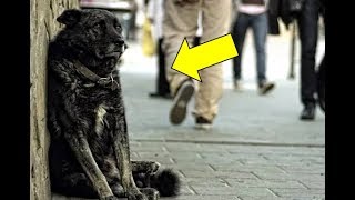 Пес сидел у школы и ждал помощи: финал удивит