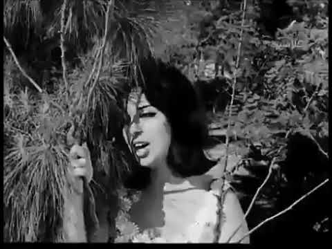 يا رايح للي فايتلي لعيوني نجاة الصغيرة #ملكة الكون  😻👰💜