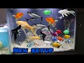 new setup Fish Aquarium Japani koi fish gold colour vido tiger Shark blue fish polar angelfish