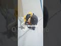 O Trenzinho Música 3 Palavrinhas Vol 2