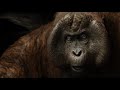 El Libro De La Selva 2016