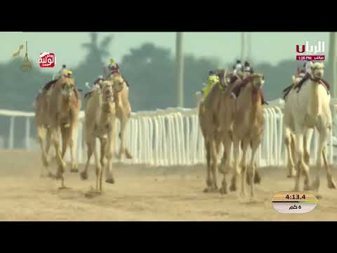  ش 3 (الزبارة) لـ هجن الشحانية 9:16:88 , مهرجان المؤسس 2025/12/15 ايذاع  