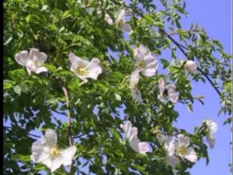 My Choice 81 - Franz Lehar: Wild Roses Waltz