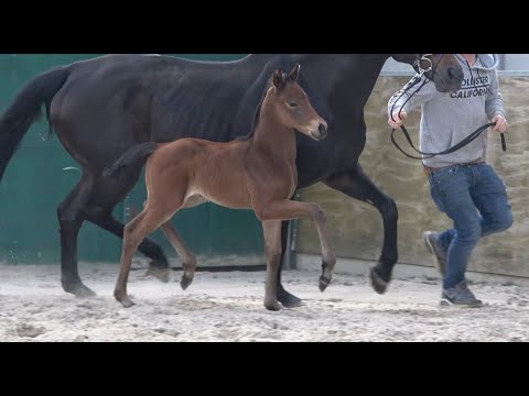 *2022 Hengst von Vaderland - Dimaggio SOLD!!! (Weissena-Stamm)