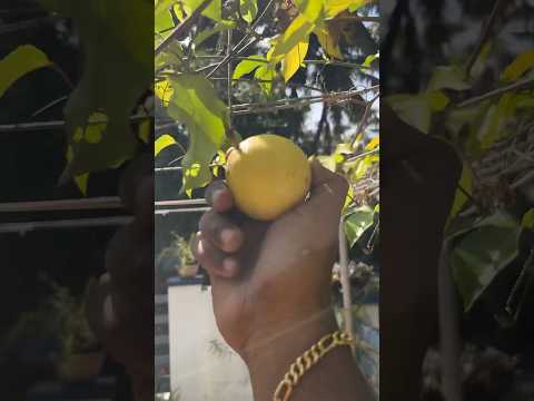 Fresh Passion Fruit Juice 🍈🍹Easy Recipe | Fresh from farm 💚 #passionfruit #shorts #farm