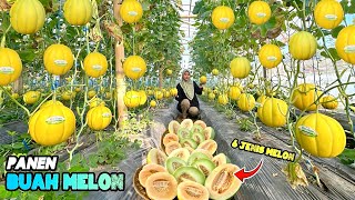Download lagu Harvesting various types of melons | Picking fresh fruits mp3 Download lagu Harvesting various types of melons | Picking fresh fruits mp3