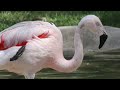 Detroit Zoo Animal Welfare Tales Flamingo Day