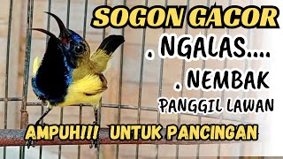 Download lagu PANCINGAN SOGON GACOR NGLEPER MEMANGGIL LAWAN.ampuh untuk pancingan sogon bahan agar bunyi mp3