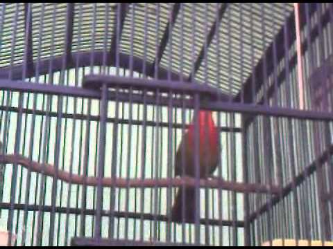 20 Burung Yang Paling Banyak Dicari Kaskus