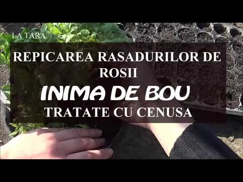 , title : 'Repicarea rasadurilor de rosii soiul INIMA DE BOU, seminte tratate cu cenusa'