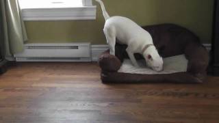 Mini Bull Terrier BULLY RUN !!!!!!!!!!!