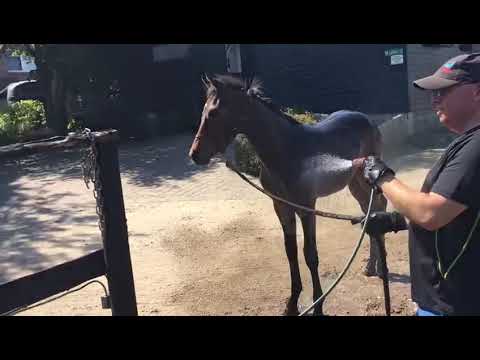 Championatsfohlen! Vielseitige Offerte -. Keaton/Colman x Titanic xx - Bajar ox - Waldenser x