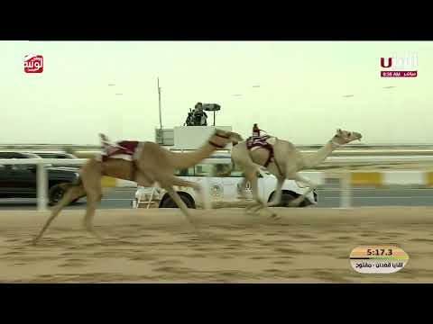 ش 8 (سيلين) لـ هجن الشحانية 7:29:45 ، مهرجان ختامي الشحانية 2026/04/23 لقايا