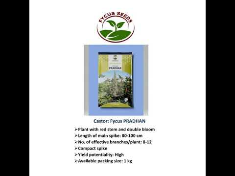 FYCUS Seeds Ghadhiagar