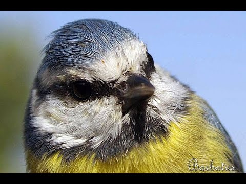 HERRERILLO COMÚN | BLUE TIT | Parus caeruleus