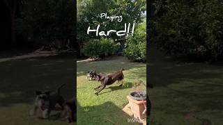 全力遊び #いぬ #ラブラドールレトリバー #ミニチュアシュナウザー #いぬのいる生活 #犬動画 #dog #labrador #minischnauzer #dogshorts #fypage
