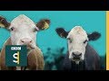 A Vegetarian Beef Farmer Protecting His Stock From Slaughter BBC Stories