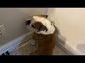 Bulldog Is In TIMEOUT