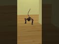 Escape CatNap Microscopic